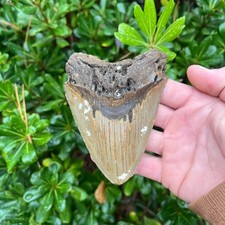 MEGALODON SHARK TOOTH  - 4.2” AUTHENTIC Real Fossil
