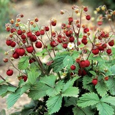 Wild Strawberry - Fragaria vesca - 0.05g Seeds (150 Approx) -Wild Flower & Fruit