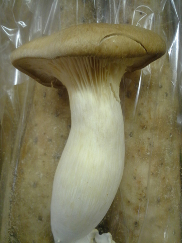 Oyster eryngii - oyster,