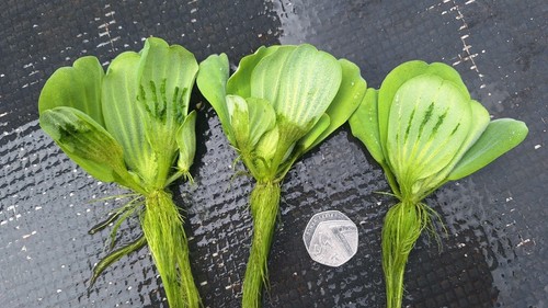 Water lettuce floating - 3,