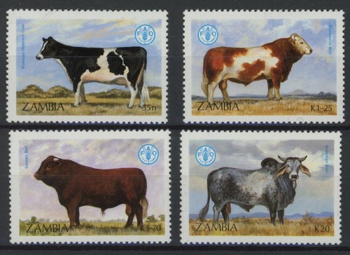 Zambia 1987 cows - cows, good