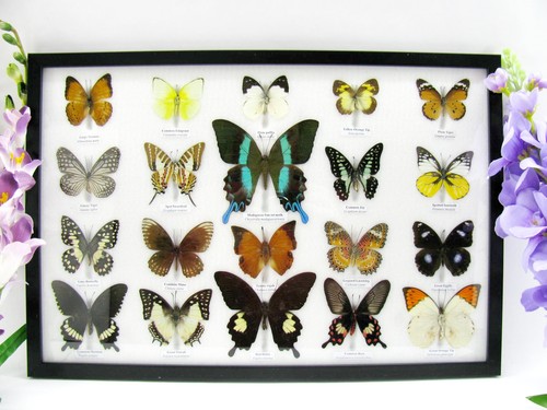 Beautiful butterfly - 20,