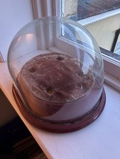 Vintage Large glass dome with Red Velvet base,13”x12 X10” Tall,  has Crack