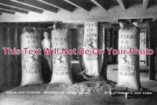 KE 1549 - Hop Picking, Pockets Of Dry Hops, Kent