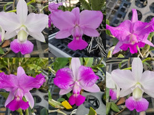 Rare Cattleya walkeriana  PA06