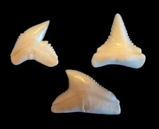 'Big 3' Shark Tooth Lot