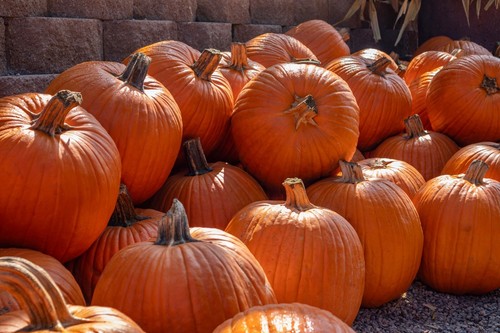 Pumpkin seeds huge selection - pumpkin,