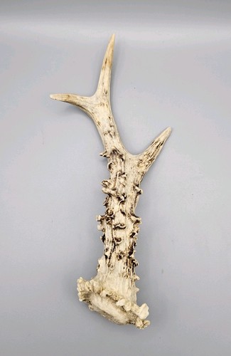 Roe deer antler - antler,