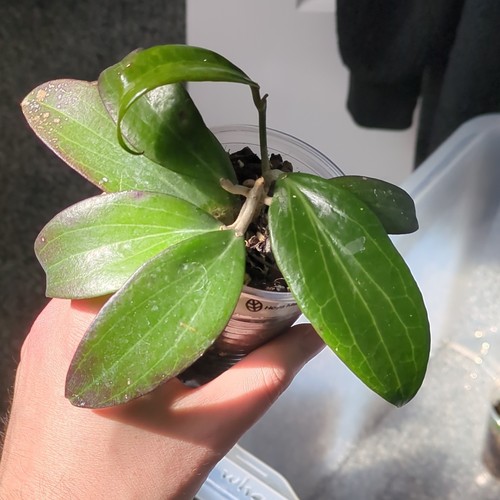Rare hoya merrillii red - rare,