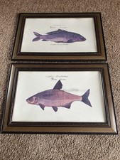 Vintage Fishing Carp Framed