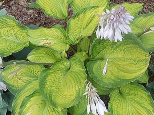 Hosta california gold - california, rush