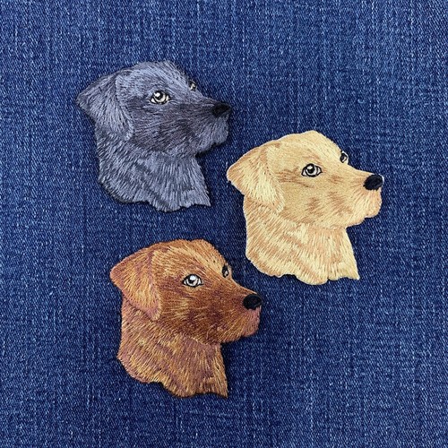 Pack labrador retriever - 3-pack,
