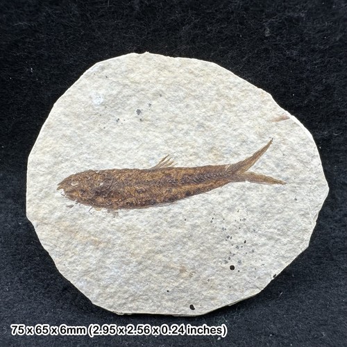 Fossil small fish eocene - small,