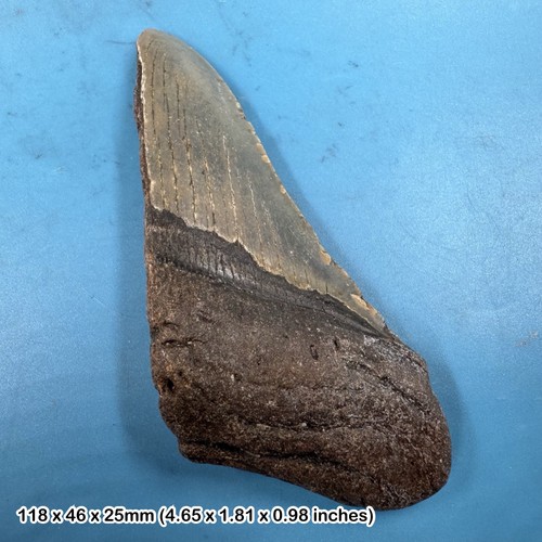 Authentic carcharodon - authentic,