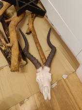 Large Antler Horns  Ceramic