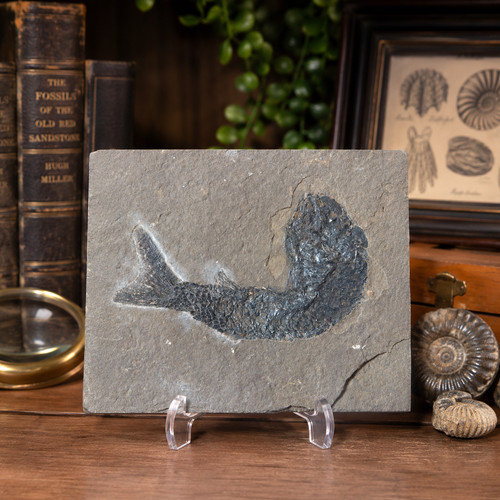 Rare fossil fish pholidophorus - fossil,