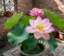 50Pcs Lotus Seeds Blooms