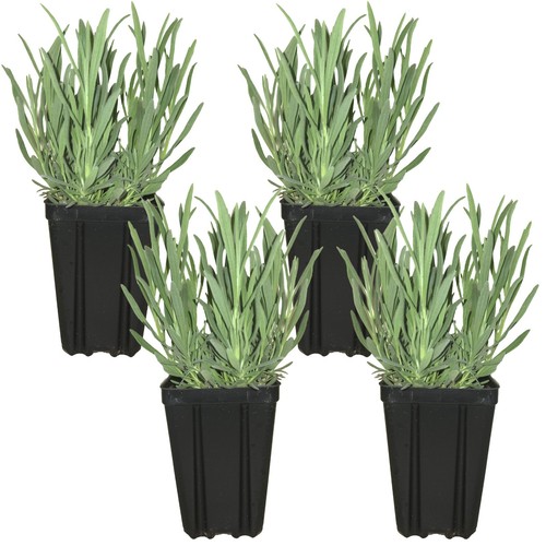 Set french lavender - set, 4