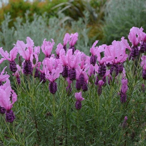 Lavender fairywings plug