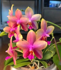 Phalaenopsis Sweet Memory