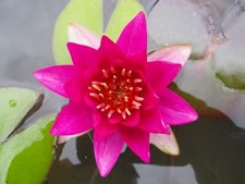 Nymphaea gloriosa water lily - water,