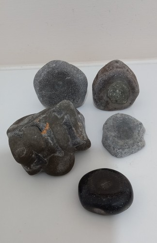 Lyme regis fossil ichthyosaur - regis,