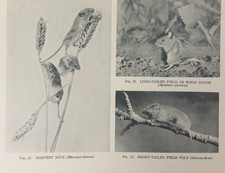 Antique Nature Print 1931 – Harvest Mice, Field Mouse & Vole – Woodland Animals
