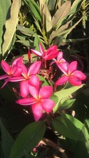 PLUMERIA