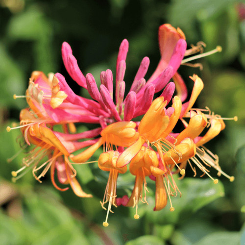 Lonicera heckrotti gold flame - lonicera, flame-