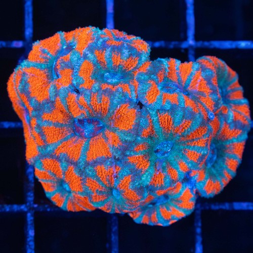 Asian acan coral mini colony - mini,