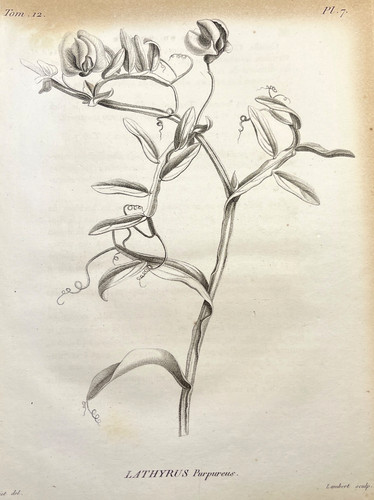 Antique botanical engraving - antique,