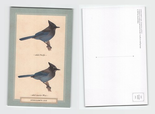 Postcard steller jay bird - steller's,