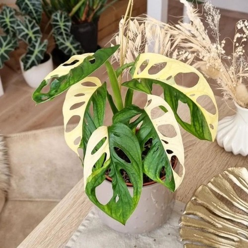 Monstera adansonii albo - monstera,