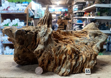 Derwen Oak Bogwood 28-65cm