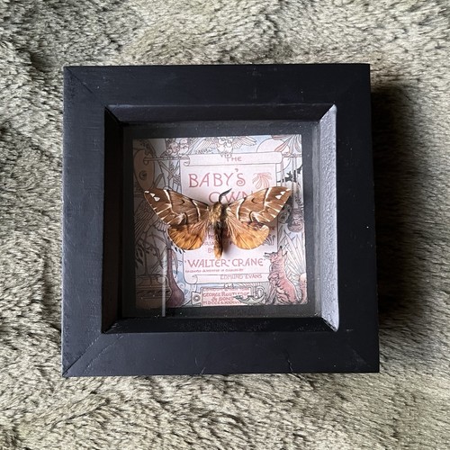 Real framed mounted moth - real,