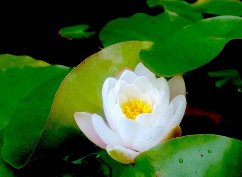 Water lily pond and - lily, garden