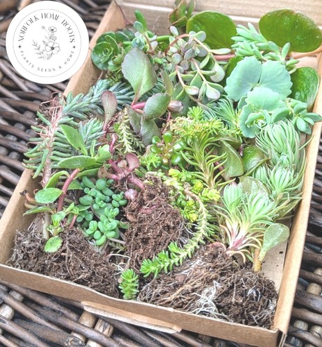 Winter hardy sedum cuttings - hardy,