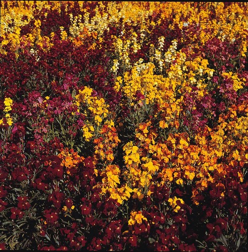Flower wallflower persian - wallflower,