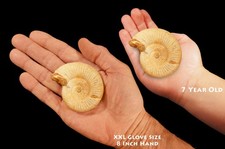 AMMONITE FOSSIL 2 3/4" 2-4 Oz