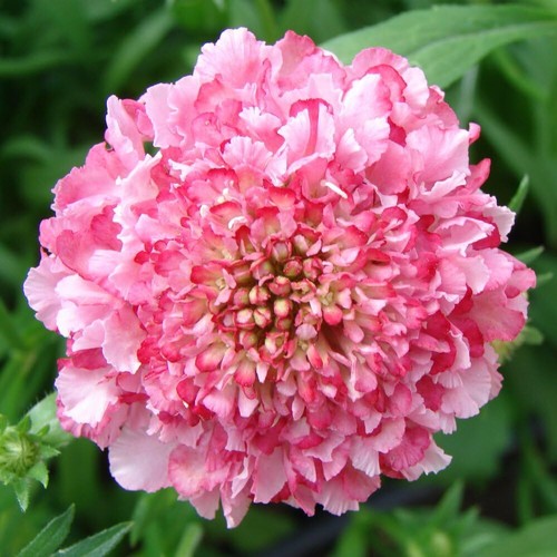 Scabious kudos pink hardy - kudos,