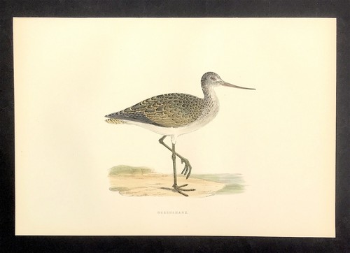Greenshank british birds - greenshank, print