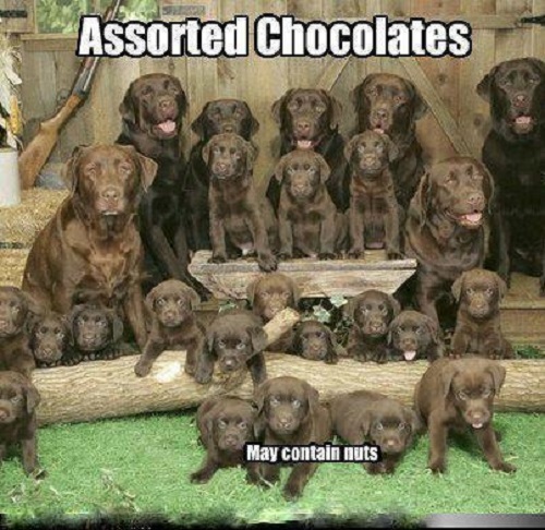 Funny labrador dog - funny,