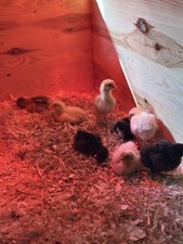 6 X Mixed Chicken Eggs *no live animals*