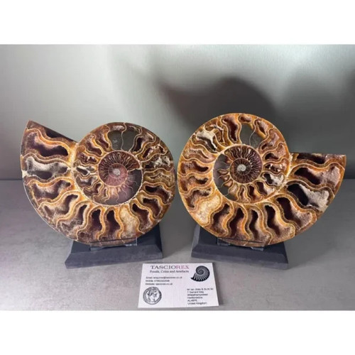 Large ammonite sliced - large,