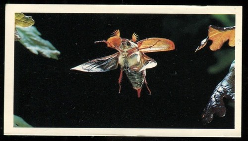 Tobacco card doncella - tobacco,