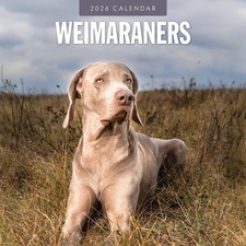 Weimaraners 2026 Square Wall