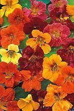 Flower - Nasturtium -