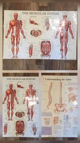 Laminated human anatomy poster - anatomy,