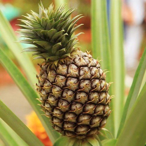 Established pineapple plant - plant, in