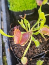 VENUS FLYTRAP- (LIVE